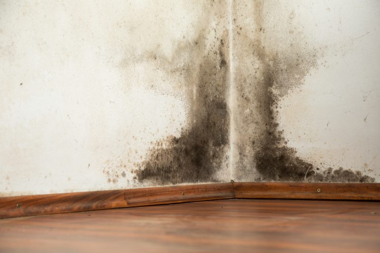 Contact K-tech for mold cleaning and be sure it’s all gone.